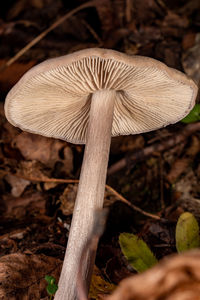 mushroom
