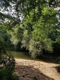 Scenic view of lake in forest