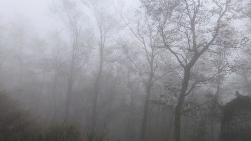 Trees in forest