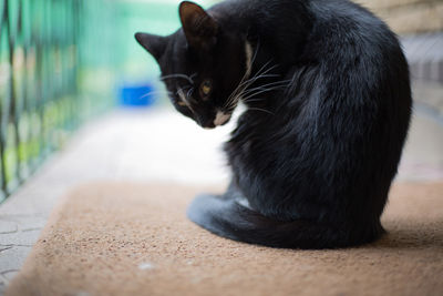 Close-up of a cat