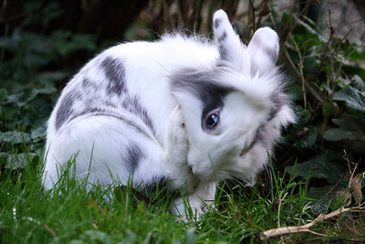 Close-up of a rabbit on field