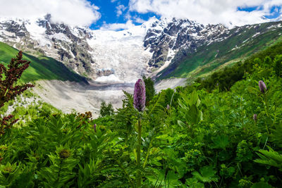 Scenic view of flower and mountains against sky