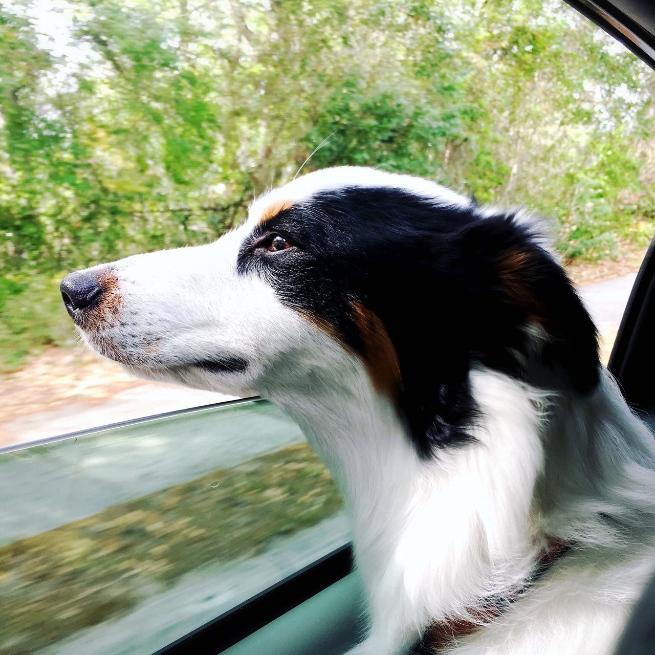 CLOSE-UP OF DOG AT CAR