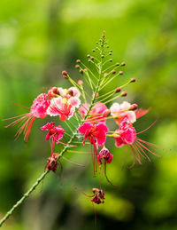 Close-up of pink flowers on branch