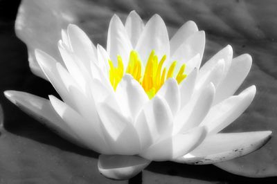 Close-up of water lily blooming outdoors