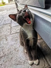 High angle view of cat yawning