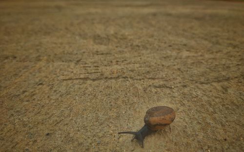 High angle view of a shells on sand