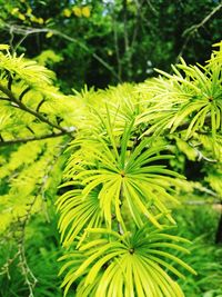 Close-up of fresh green leaves