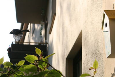 Plants growing by the wall