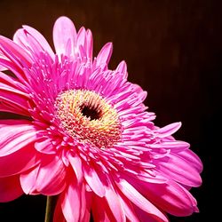 Close-up of pink flower blooming outdoors