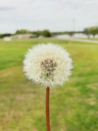 Close-up of dandelion on field