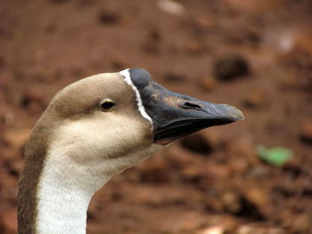 Close-up of chinese goose looking away