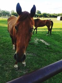 Close-up of horse grazing on field