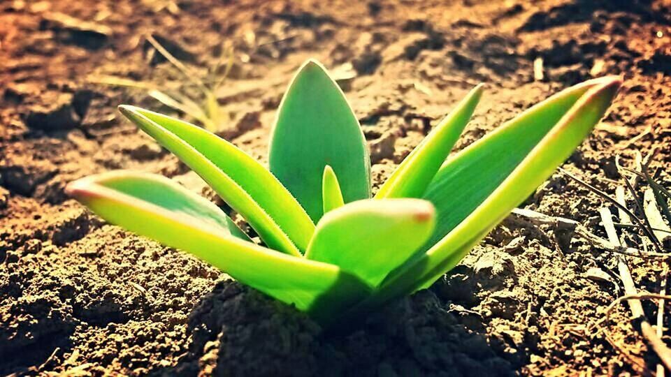 green color, growth, leaf, plant, close-up, nature, freshness, beginnings, new life, focus on foreground, fragility, growing, selective focus, green, beauty in nature, cactus, day, stem, field, bud