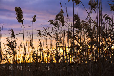 Close-up of stalks in field against sunset sky
