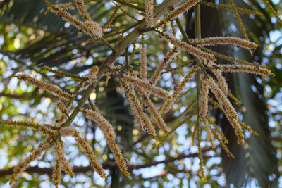 Low angle view of snow on branch