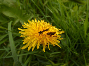 Close-up of bee pollinating flower