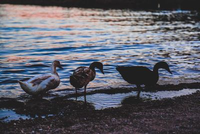 Bird flying over calm lake