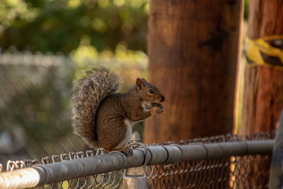 Squirrel on a fence