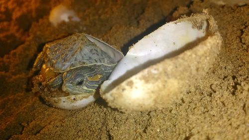 Close-up of tortoise hatching at sandy beach