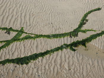 Close-up of sea shore