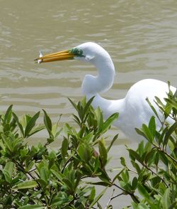 Swan on lake