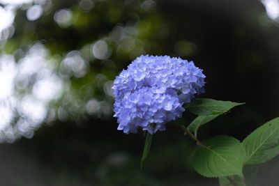 Close-up of purple flowers