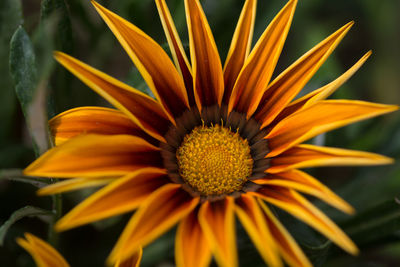 Close-up of gazania blooming on plant