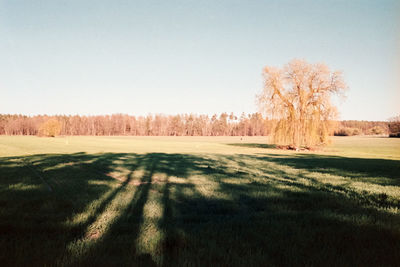 Trees on field against clear sky