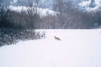 Fox on snow field during winter