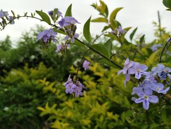 Close-up of purple flowering plants