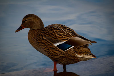 Close-up of a duck on the lake
