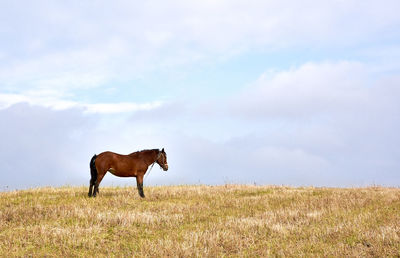 Horse standing on grassy field against cloudy sky