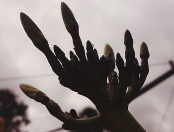 Low angle view of flowering plant against sky