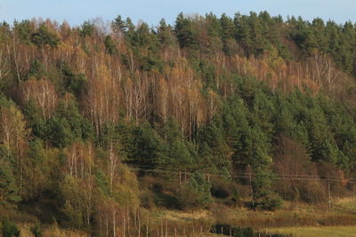 Scenic view of trees growing on field against sky