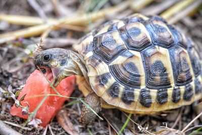 Close-up of turtle on field