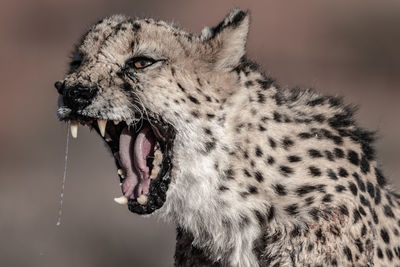 The cheetah in namibia