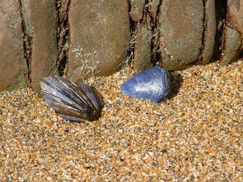 Close-up of crab on sand at beach