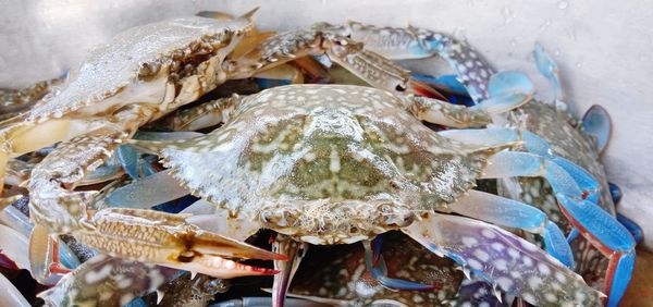 High angle view of crab