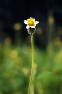 Close-up of yellow flower blooming in field