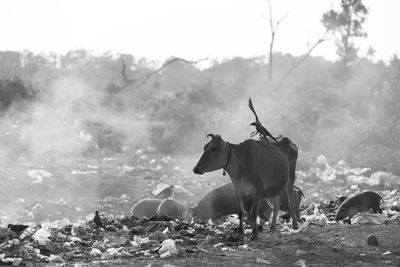 Cows on field against sky