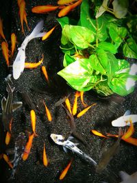 Close-up of plants in water