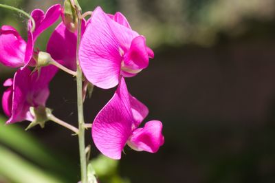 Close-up of pink flowering plant