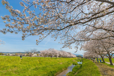 Cherry blossom trees along the river 
 kusaba river, chikuzen town, fukuoka prefecture