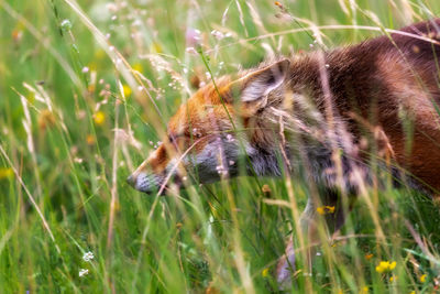 Close-up of rabbit on field