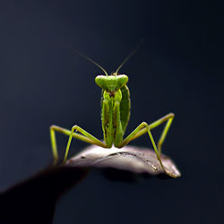 Close-up of praying mantis