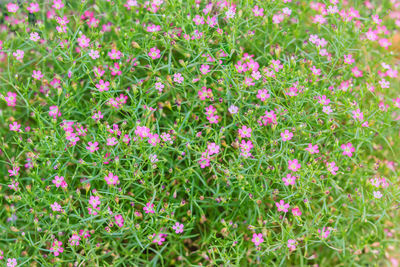 Close-up of pink flowers blooming outdoors