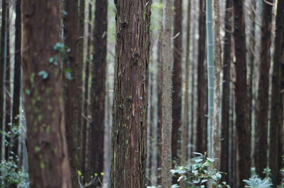 Close-up of tree trunks in forest