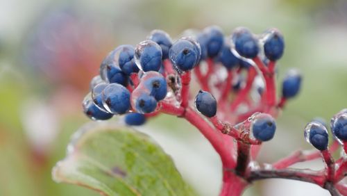 Close-up of frozen berry fruits on tree