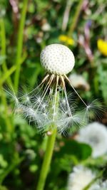 Close-up of dandelion